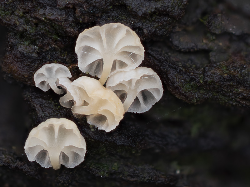 Mycena alba